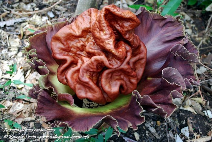 Elephant Yam-boboc in formare - plante-exotice_condiment-2