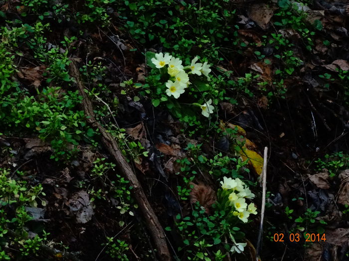 DSC00845 - Plante in natura 2014