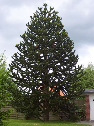 Pin cilian sau monkey puzzle; (Araucaria-araucana)in Chile si Argentina
