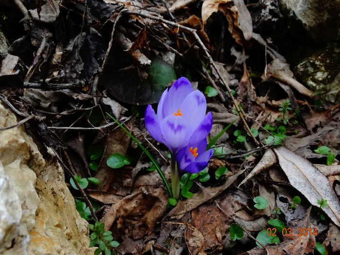 DSC00733 - Plante in natura 2014