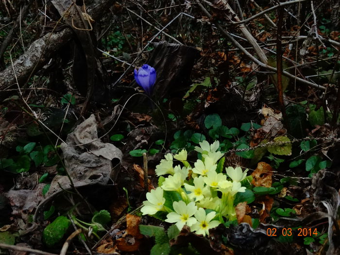 DSC00730 - Plante in natura 2014