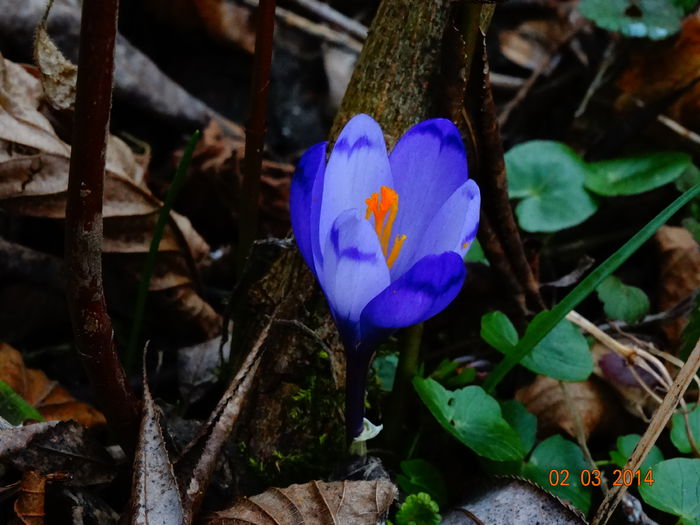 DSC00719 - Plante in natura 2014