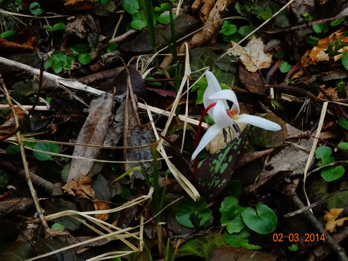 DSC00726 - Plante in natura 2014