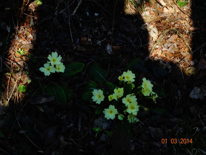 DSC00514 - Plante in natura 2014