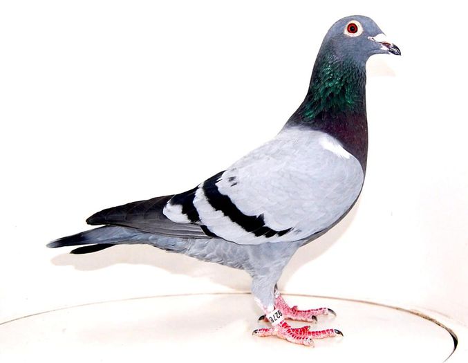 balkanic-fair-play-ro12-927876-f-semisora-7-finala-algarve-golden-race-2012-db-ian14-01-05-2