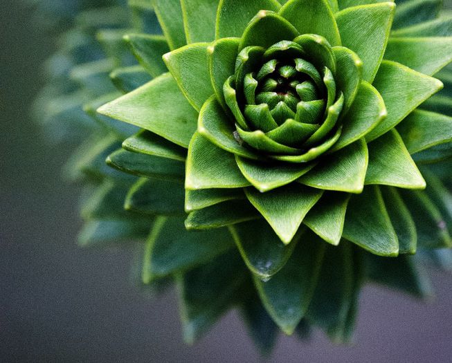 Pin cilian-capat de ramura; (Araucaria araucana)
