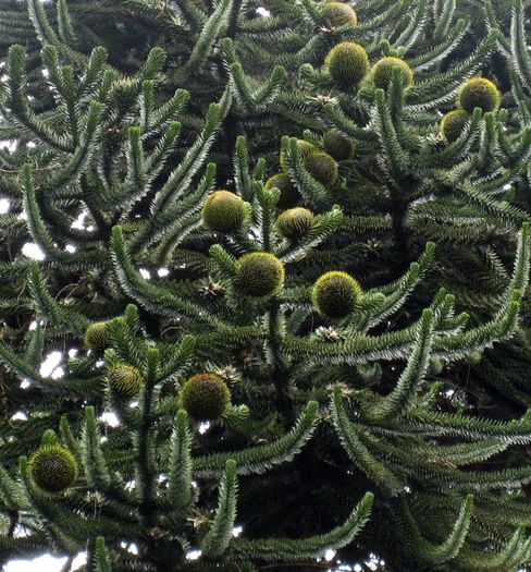 Pin cilian-conuri feminine; (Araucaria araucana)
