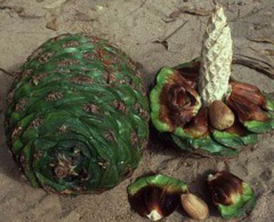 Pin cilian-con feminin si seminte; (Araucaria araucana)
