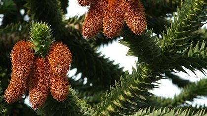 Pin cilian-conuri masculine; (Araucaria araucana)
