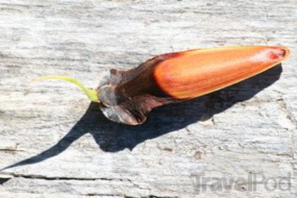 Pin cilian-saminta; (Araucaria araucana)
