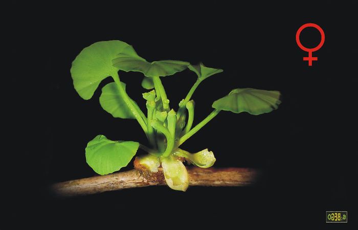 Ginkgo-floare feminina; Gingko_biloba
