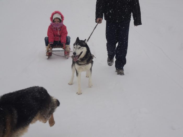 DSC03003 - HUSKY SIBERIENI