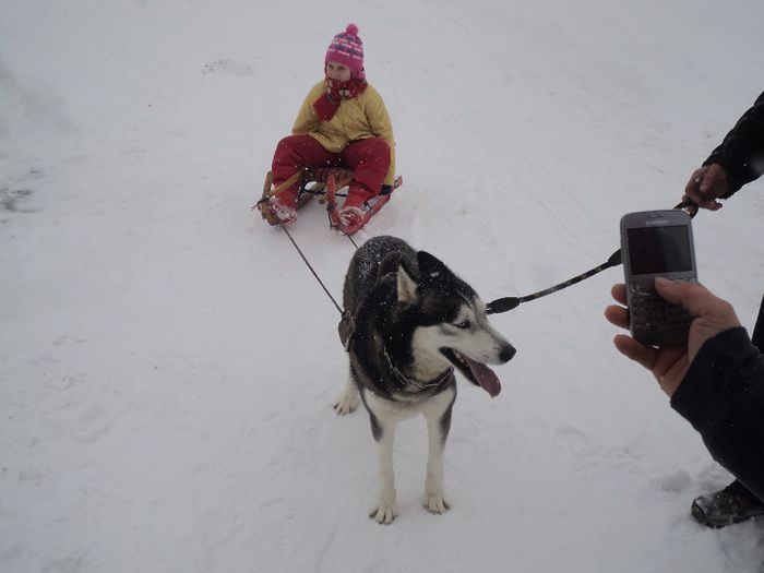 DSC03005 - HUSKY SIBERIENI