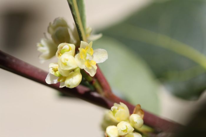 Dafin-flori feminine; (Laurus nobilis)florile masc si fem se gasesc pe plante diferite
