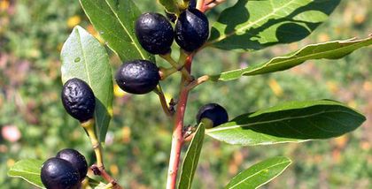 Dafin-fructe; (Laurus nobilis)
