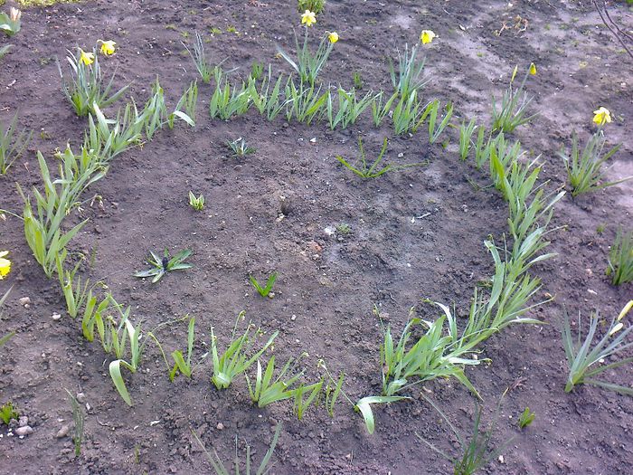 Narcise - Flori de gradina