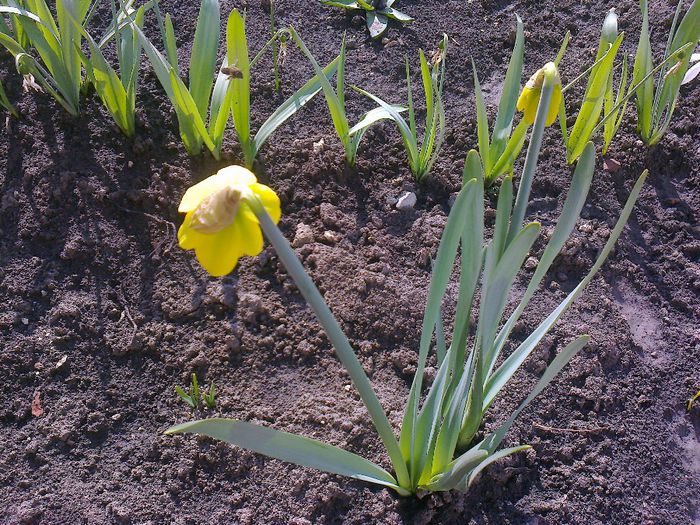 Narcise galbene - Flori de gradina