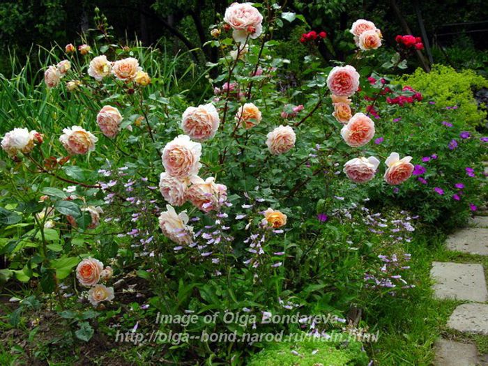 Rose_Abraham_Darby_and_Penstemon_hirsutus_12 - Caut 2015-2016