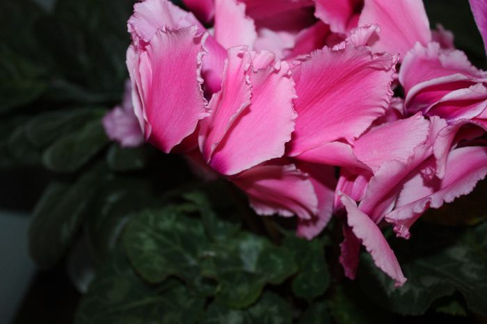 IMG_7119; CYCLAMEN ROZ
