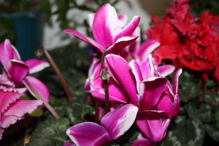 IMG_7125; CYCLAMEN
