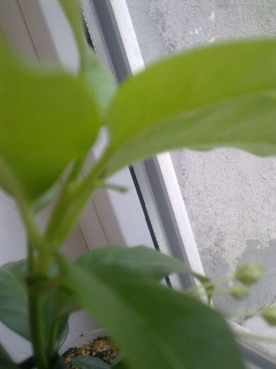 al doilea buchetel 03.03.2014