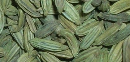 Fenicul -seminte; (Foeniculum vulgare Mill)
