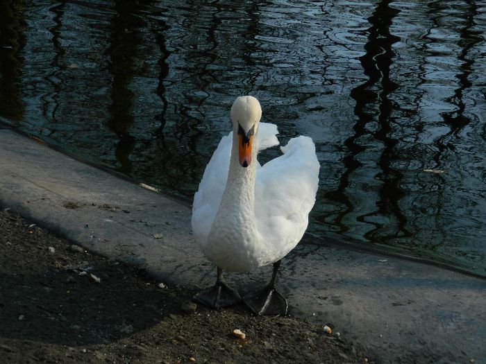 DSCN3046 - 1 MARTIE_2 2014