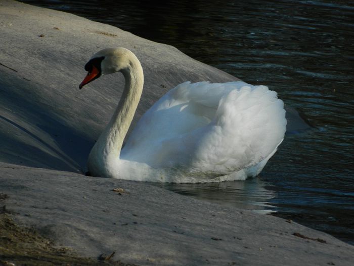 DSCN3053 - 1 MARTIE_2 2014