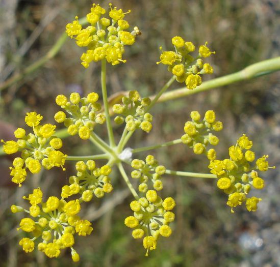 Fenicul-inflorescenta; (Foeniculum vulgare Mill)
