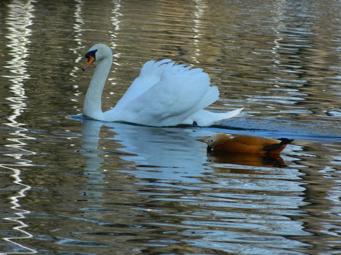 DSCN3090 - 1 MARTIE_2 2014