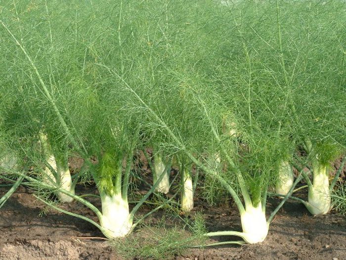 Fenicul - frunze; (Foeniculum vulgare Mill)seamana cu cele de marar
