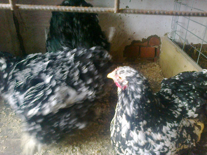 Photo0543 - cochi bobat urias