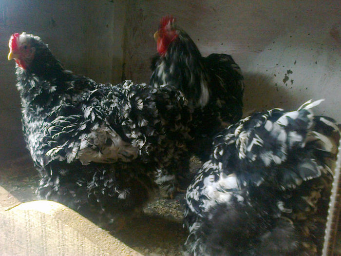 Photo0544 - cochi bobat urias