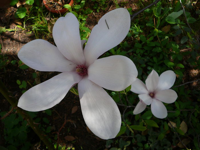 P1110468 - Magnolia