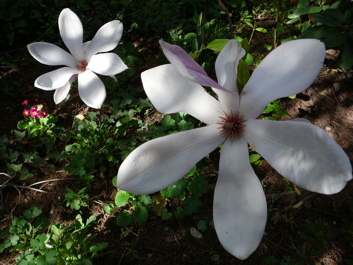 P1110474 - Magnolia