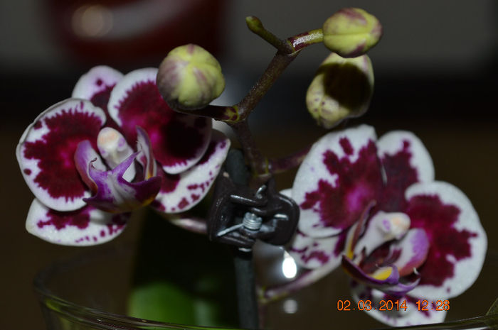DSC_0077 - Phalaenopsis1