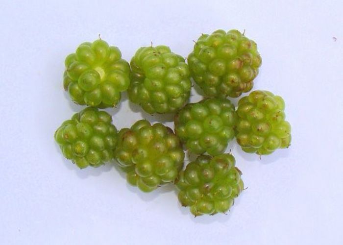 rubus erythrocladus sau zmeura verde