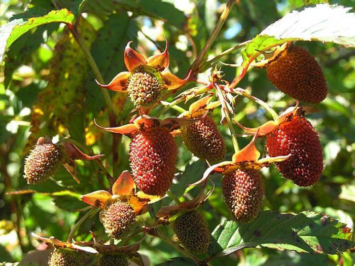 rubus fraxinifolius