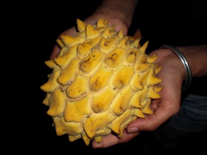 rollinia mucosa - a-alte seminte rare