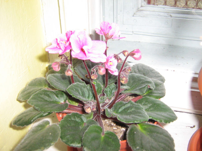 violete 001 - Florile mele