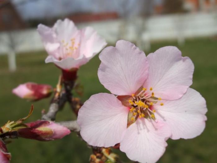 migdal-floare; (Prunus dulcis)
