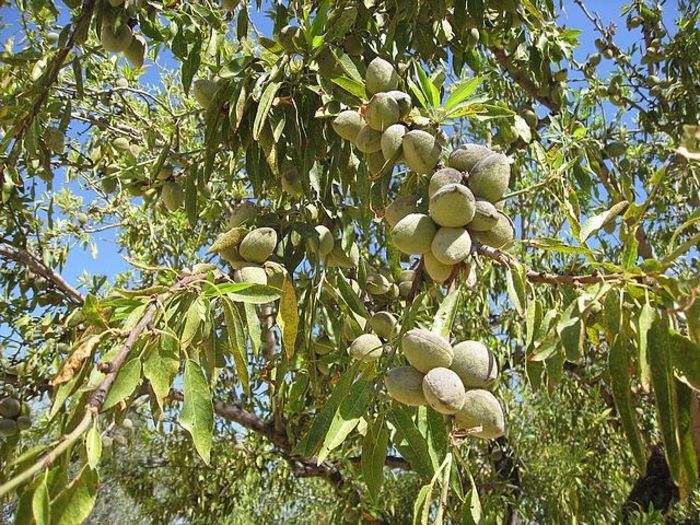 migdal-fructe verzi - Arbori exotici - 1