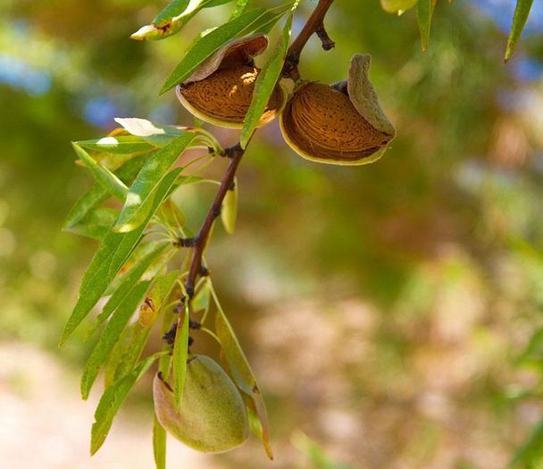 migdal-fructe coapte; (Prunus dulcis)
