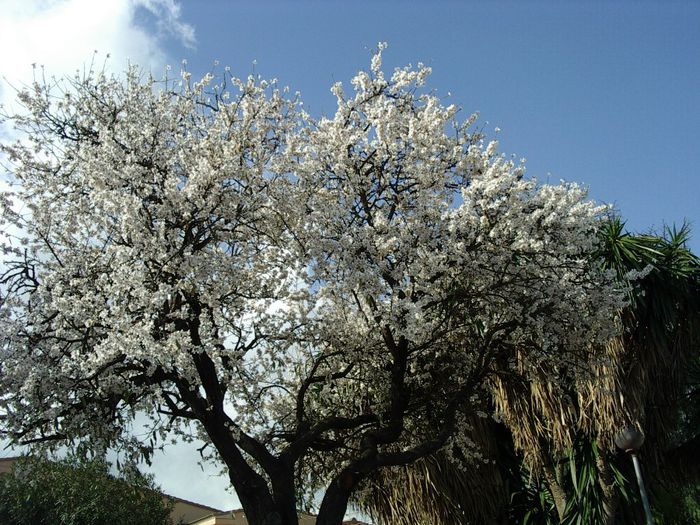 migdal; (Prunus dulcis)
