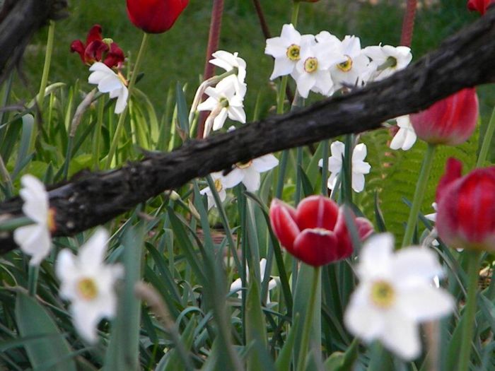 564816_381885835187570_551124809_n