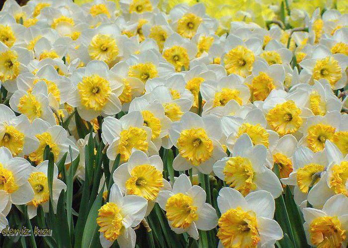 1655856_630963973626056_2059093532_n - A venit Primavara