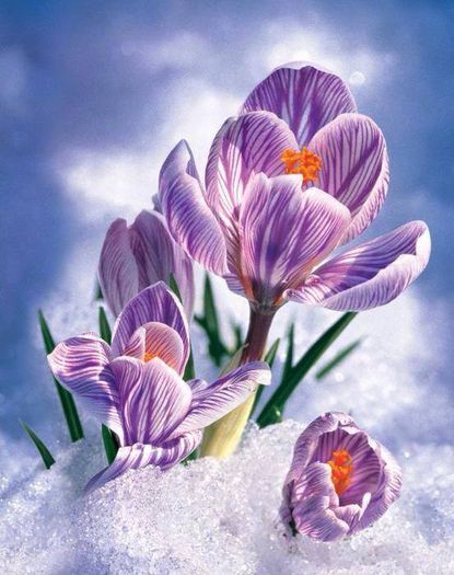 1661621_622133057842481_2104129741_n - A venit Primavara