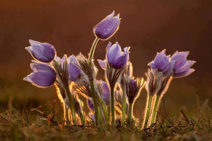 1796422_480191352084815_1858842260_n - A venit Primavara