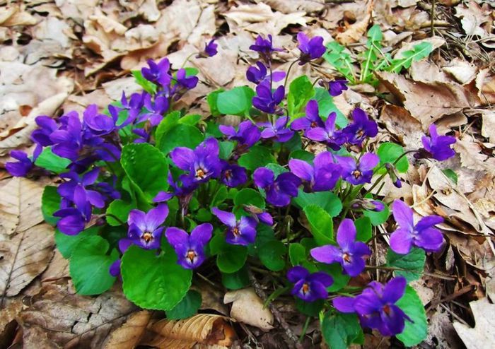 1891134_635688409820279_1642803022_n