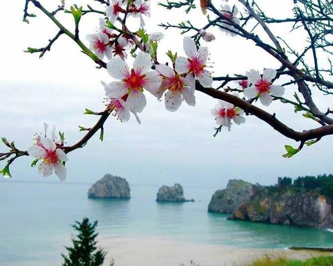 1896969_481138285323455_1236670514_n